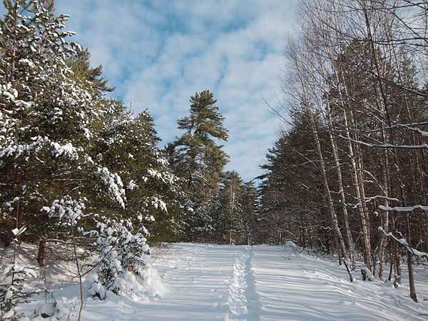 white pine along R1 in the Petawawa Research Forest