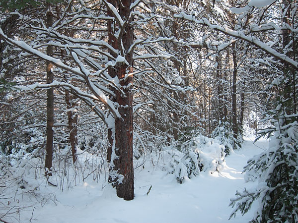 snowy trail in Point Alexander