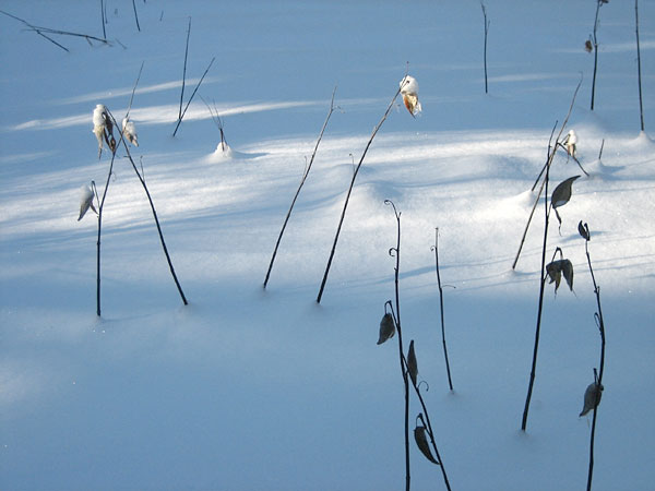 milkweed in winter