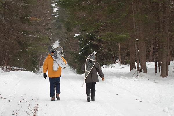 along Woermke Road in the Petawawa Research Forest