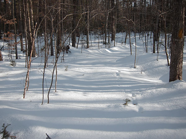 Link Trail in the Petawawa Research Forest