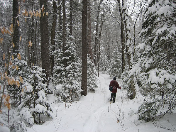 snowshoeing in the Petawawa Research Forest