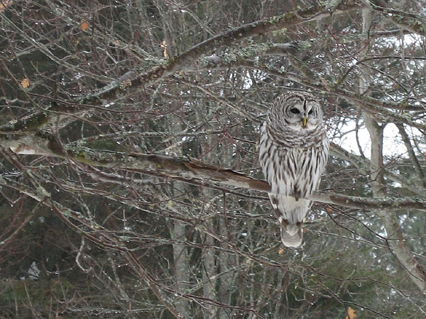 Barred owl