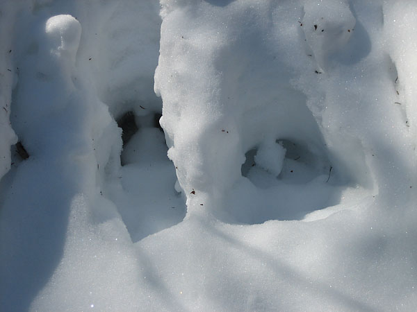 moose tracks in the Petawawa Research Forest