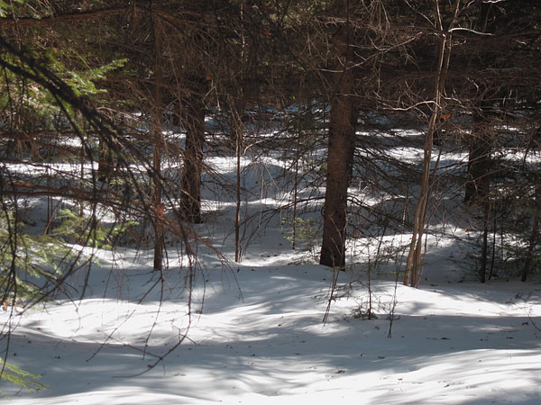 snow shadows in the Petawawa Research Forest