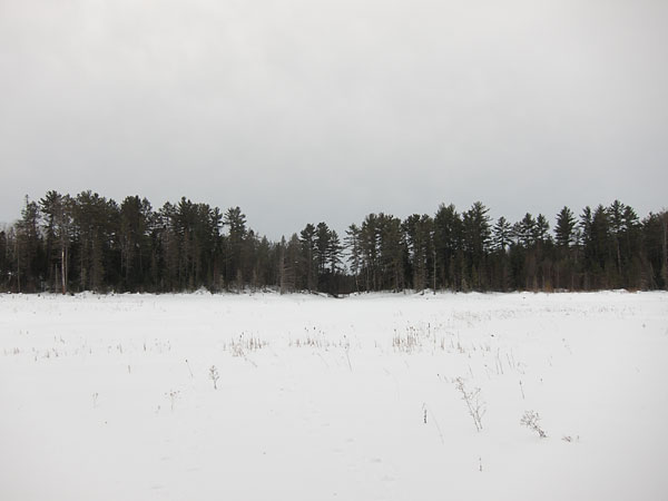 drained beaver pond in the Petawawa Research Forest