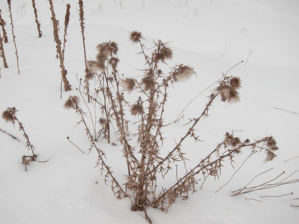 thistle and mullen in winter in the Petawawa Research Forest