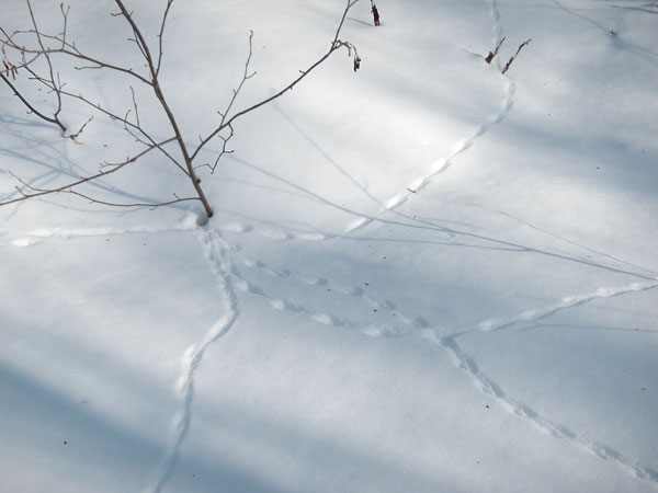 mouse tracks in the Petawawa Research Forest