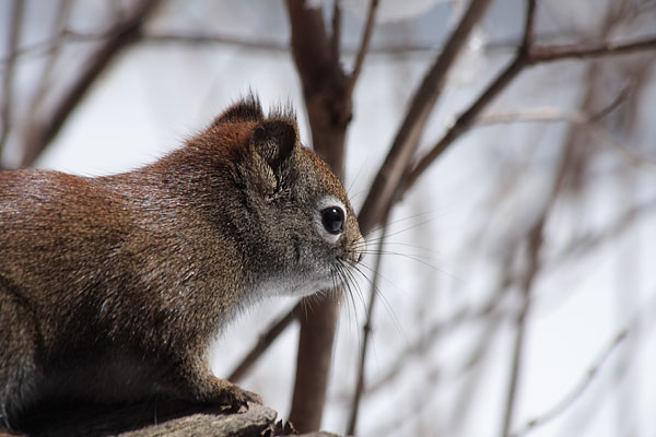 red squirrel
