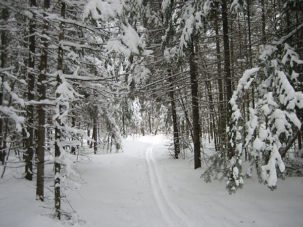 HSA Ski Trail in the Petawawa Research Forest