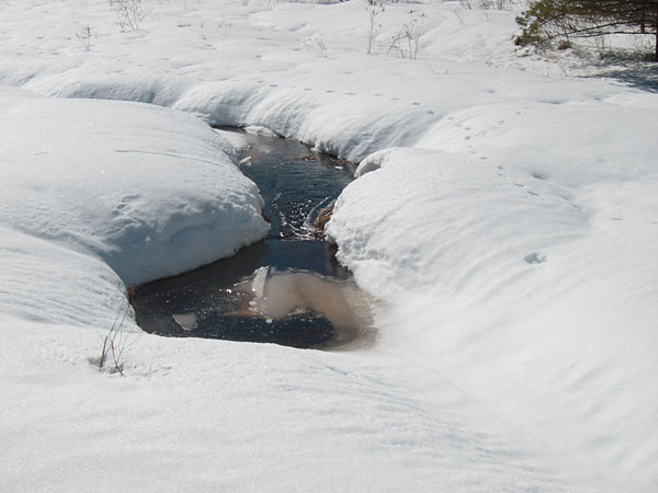 Maunsell Creek in the Petawawa Research Forest