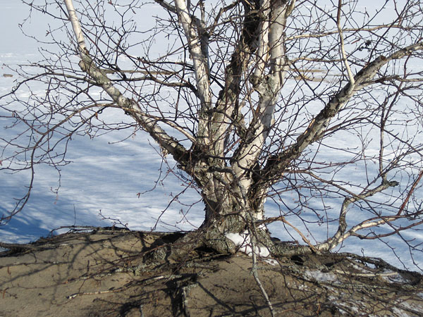 Birch tree at pine Point Beach on the Ottawa River at Deep River