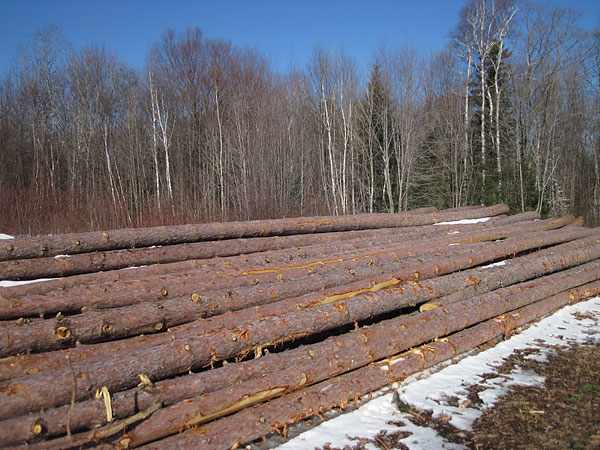 Red pine logs along Branstead Road in the Petawawa Research Forest