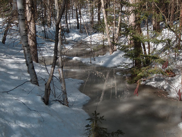 early spring in the Petawawa Research Forest