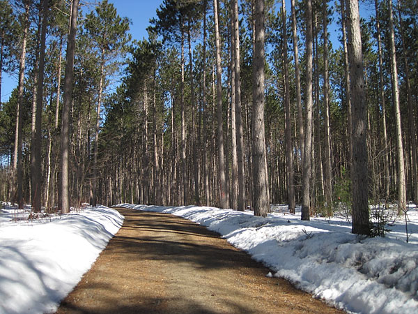 red pine plantation along Branstead Road in the Petawawa Research Forest