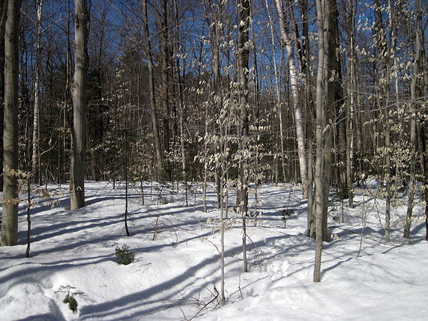 beech tree in the Petawawa Research forest still with leaves