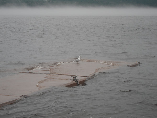gull on the Deep River Pier