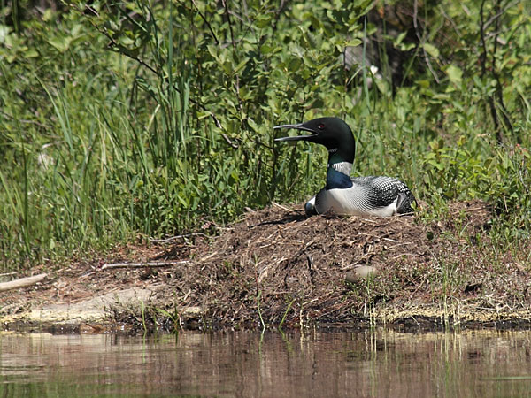 Nesting loon in eastern Algonquin Park