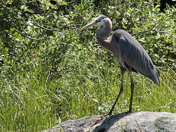 Great Blue Heron along the Barron River in eastern Algonquin Park