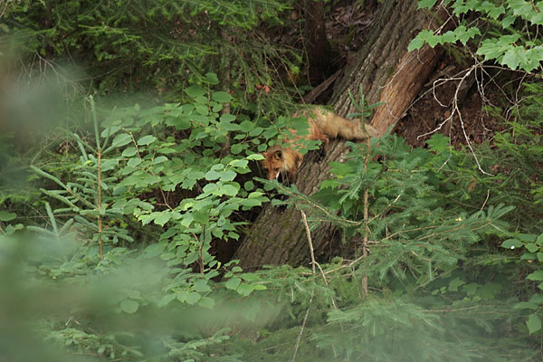 barking red fox in the McConnel Creek Ravine