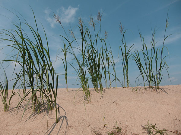 beach grass along the Quebec shore of the Ottawa River opposite Deep River