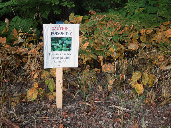 poison ivy sprayed with Roundup