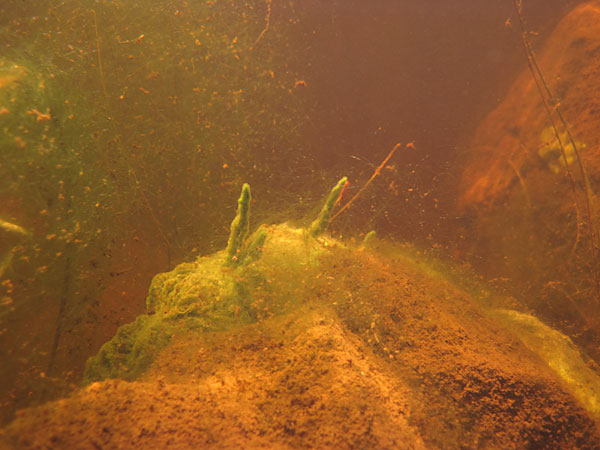 freshwater sponge at Smith Lake in Algonquin Park
