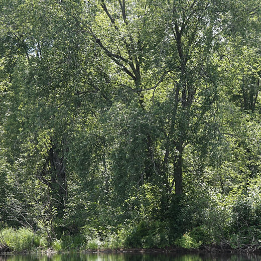 Silver maples at Whitson Lake in Algonquin Park