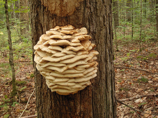 fungi in the Petawawa Research Forest