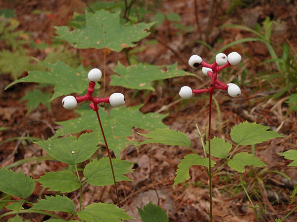 Actaea pachypoda White Baneberry in the Petawawa Research Forest