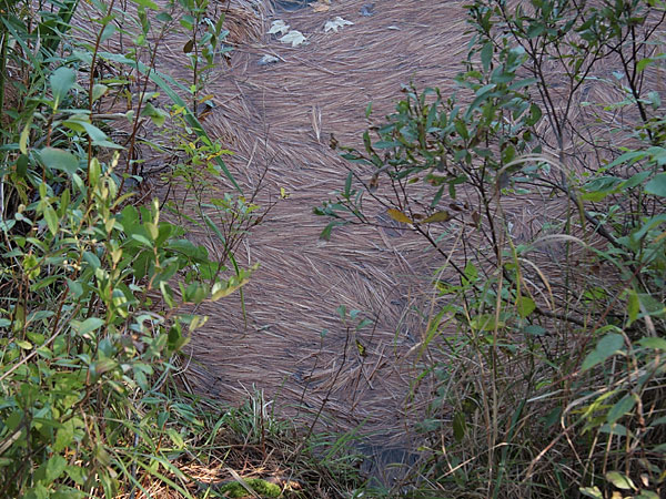 floating pine needles at Johnston Lake in Algonquin Park