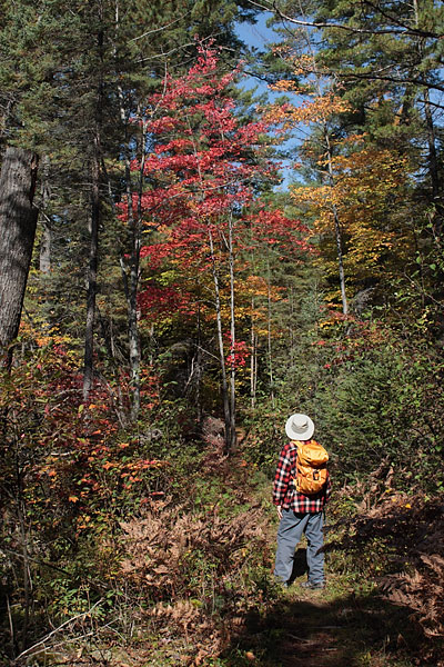 Eastern Pines Hiking Trail in Algonquin Park