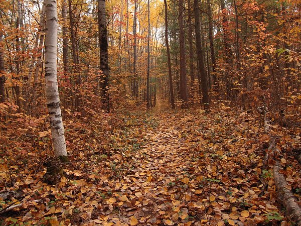 Chevrier Creek Trail at Driftwood Provincial Park