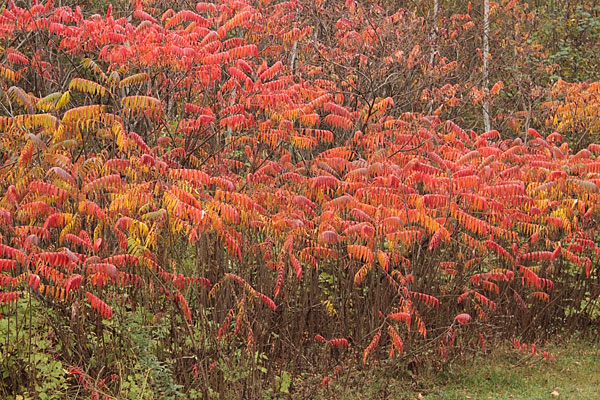 Fall sumac at Driftwood Provincial Park