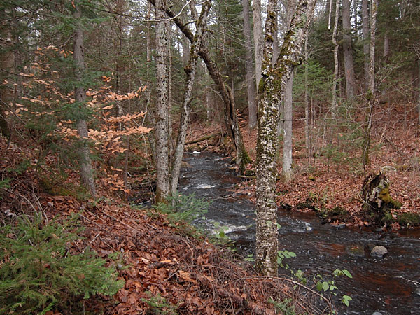 Kennedy Creek along the Deep River Ski Trails