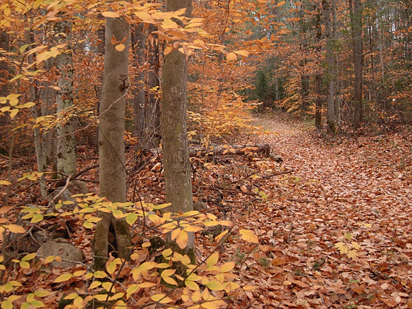 silver spur on the Silver Spoon Ski Trails in Deep River