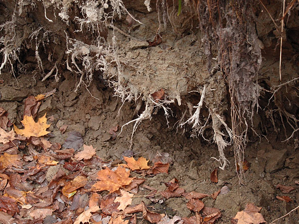 Roots with Clay on the Silver Spoon Ski Trails in Deep River