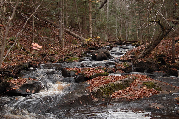 Kennedy Creek along the Deep River Ski Trails