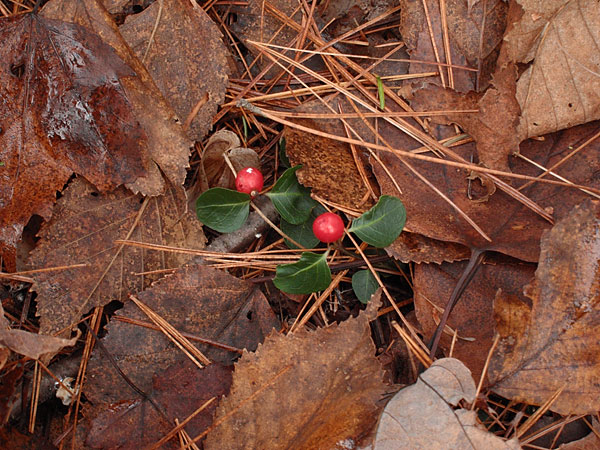 Mitchella repens Partridgeberry