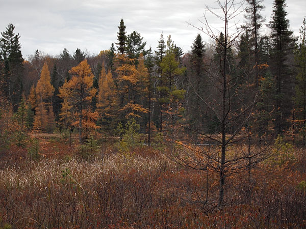 Maunsell Lake in the Petawawa Research Forest