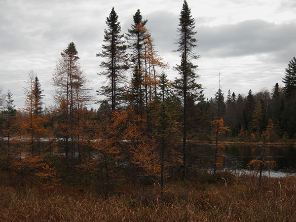 Maunsell Lake in the Petawawa Research Forest