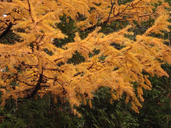 Tamarack in the Petawawa Research Forest