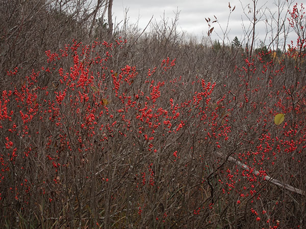 Winterberry holly at the Corry Lake Bridge