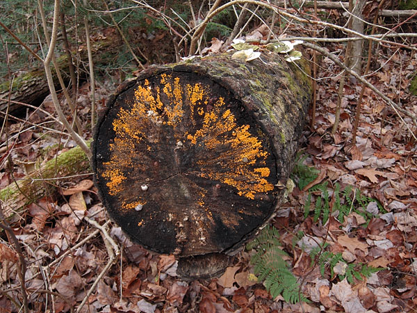 along Silver Spoon Ski Trails