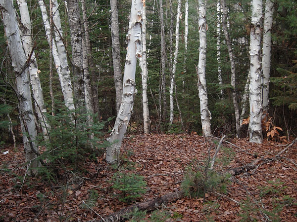 birch trees along Silver Spoon Ski Trails