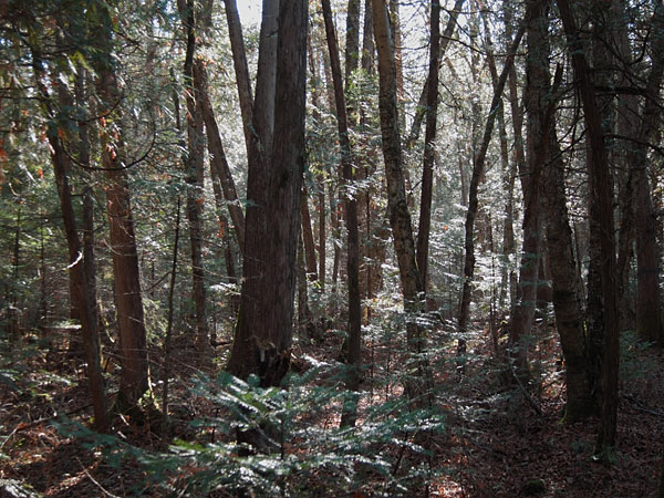 cedar trees along Silver Spoon Ski Trails