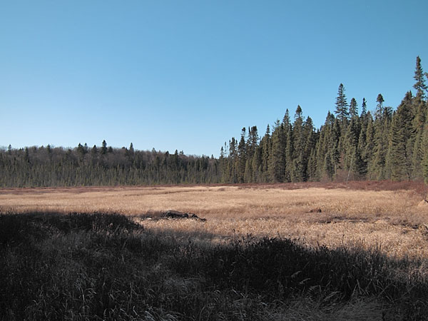 beaver meadow along the portage to Blackfox Lake in Algonquin Park
