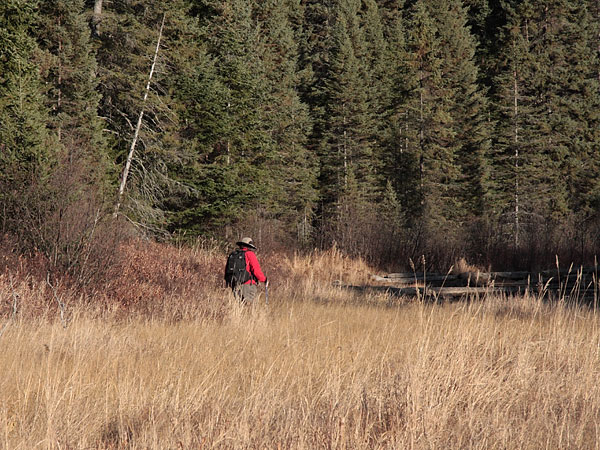 beaver meadow along the Blackfox portage in Algonquin Park