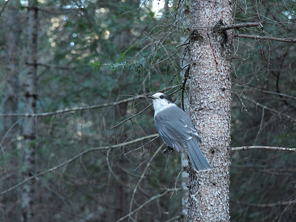 Grey Jay along Blackfox portage in Algonquin Park