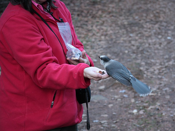 Grey Jay along Blackfox portage in Algonquin Park